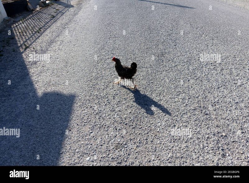 Image: Conoce el nuevo juego de azar llamado Chicken Road en España
